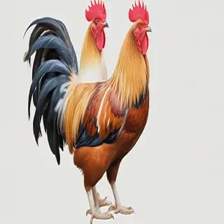 rooster png