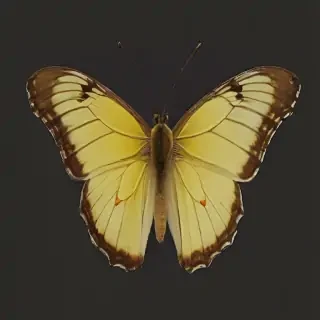 butter fly png