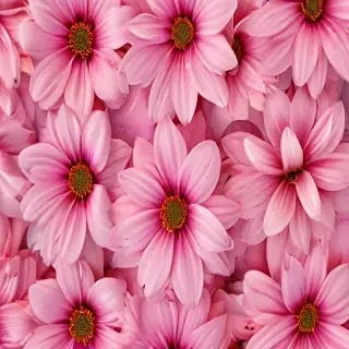 flower wallpaper phone