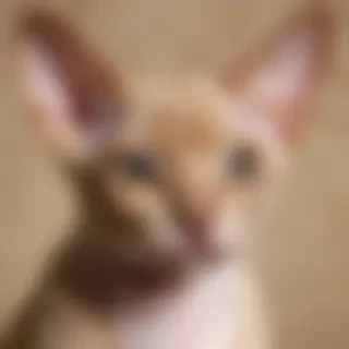 devon rex cat breed