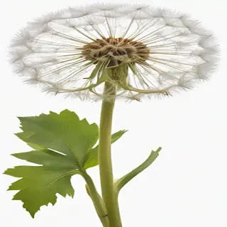 dandelion png