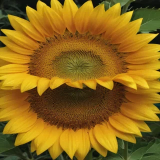 sunflower computer wallpaper
