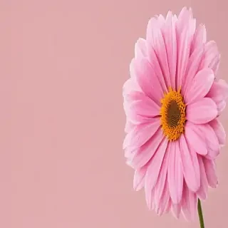 pink flower transparent background