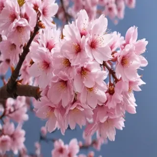 sakura blossom wallpaper