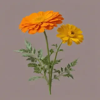 marigold png