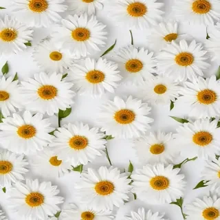 flower white background