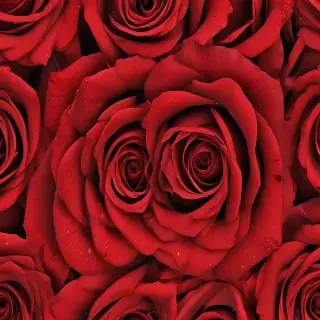red rose background