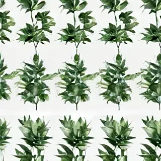 plants transparent background