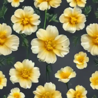 buttercup flower