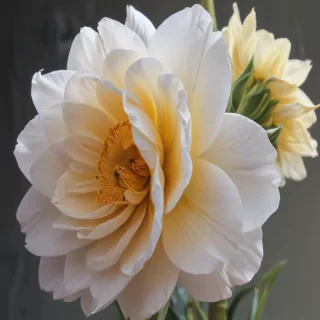 flower aesthetic