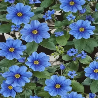 blue flowers transparent