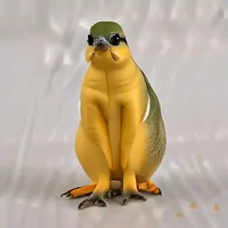 barbado da terceira