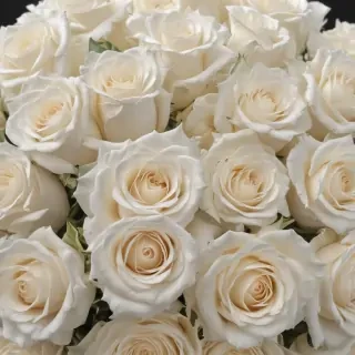 white roses png