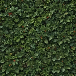 plant transparent background