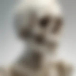 skeleton transparent