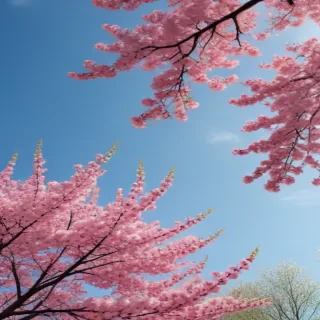 spring aesthetic wallpaper