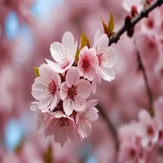 cherry blossom backround