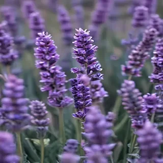 lavender iphone wallpaper