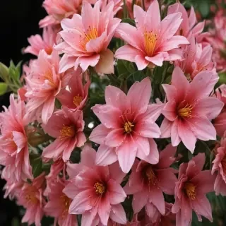 full screen flower wallpaper hd