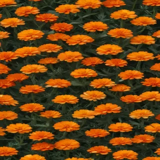 marigold png