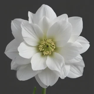 white flower png