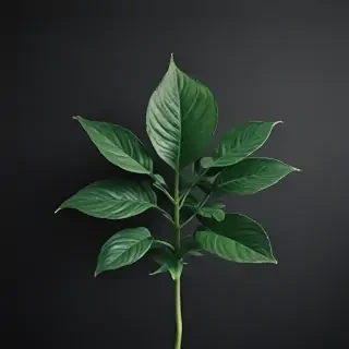 plant iphone wallpaper