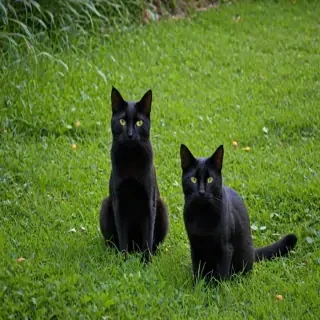 black cats