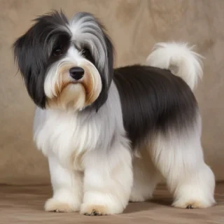 lowchen dog breed