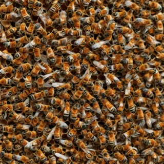 bees png
