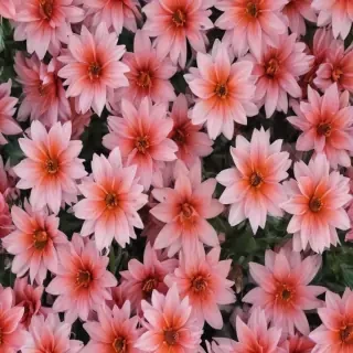 aesthetic flower backgrounds