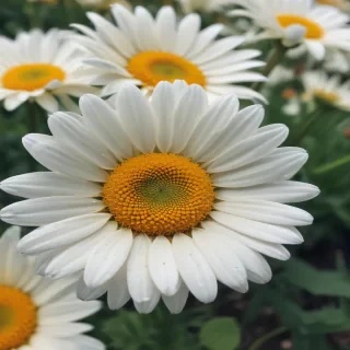 iphone daisy wallpaper