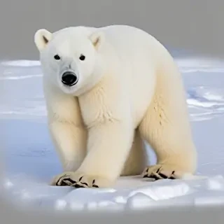 polar bear png