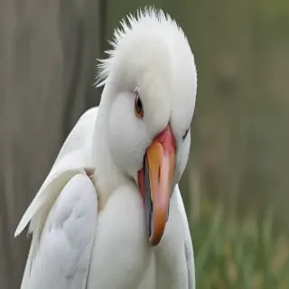 preening