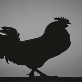 silhouette of a chicken