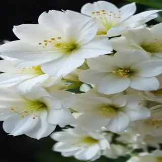 white flowers wallpaper iphone