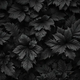 black wallpaper for iphone