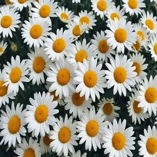 aesthetic daisy wallpaper