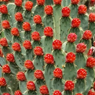 cactus fruit