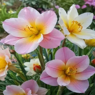 spring flowers