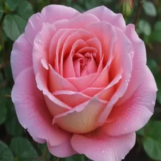 rose outline