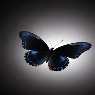 black butterfly wallpaper hd