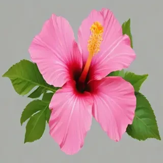hibiscus flower png