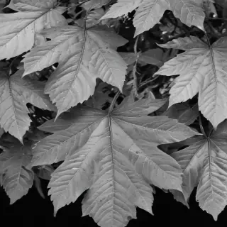 leaves black and white