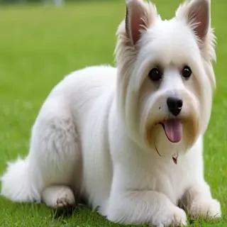 porcelaine  dog breed