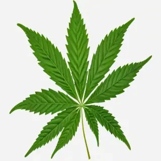 pot leaf png