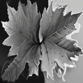 leaf clip art black and white