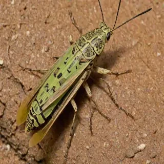 locust bug