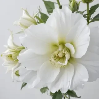 white background flower