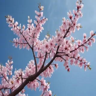 spring aesthetic desktop wallpaper