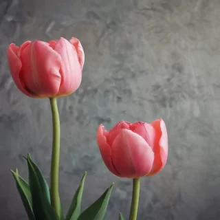tulip iphone wallpaper